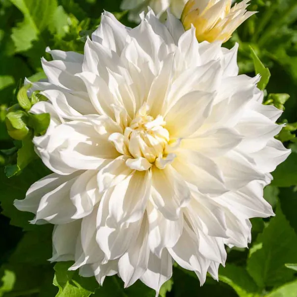 Bulbes à fleurs à planter au printemps - Dahlia décoratif à fleur géante Fleurel XXL (x1) - face recto