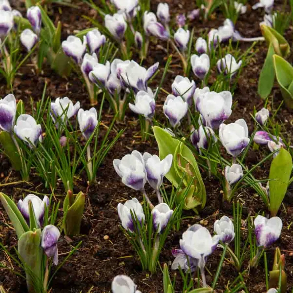 Bulbes à fleurs à planter à l'automne - Crocus Prins Claus (x20) - face recto