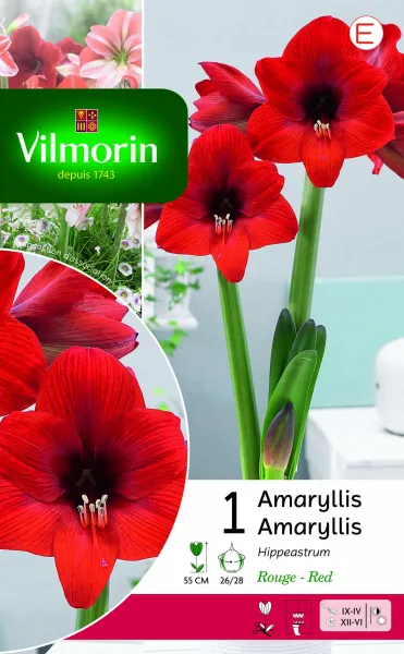 Bulbes à fleurs à planter à l'automne - Amaryllis Hippeastrum Rouge (x1) - PACKAGING_RECTO