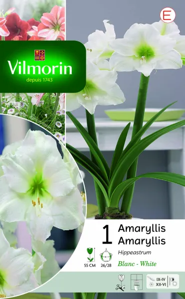Bulbes à fleurs à planter à l'automne - Amaryllis Hippeastrum Blanc (x1) - PACKAGING_RECTO