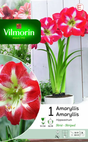 Bulbes à fleurs à planter à l'automne - Amaryllis Hippeastrum Strié (x1) - PACKAGING_RECTO