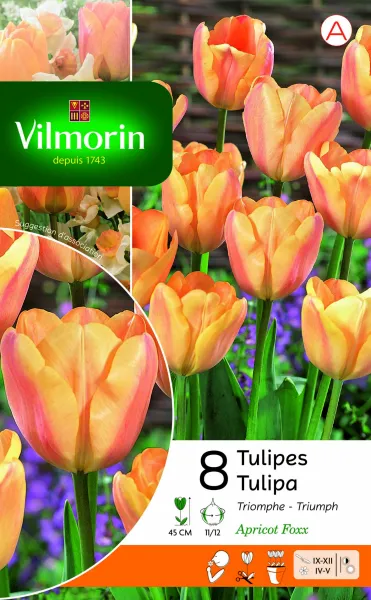 Bulbes à fleurs à planter à l'automne - Tulipe Apricot Foxx (x8) - PACKAGING_RECTO