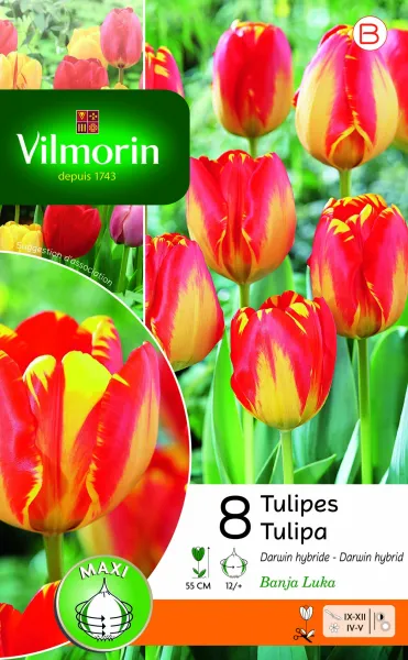 Bulbes à fleurs à planter à l'automne - Tulipe Banja Luka (x8) - PACKAGING_RECTO