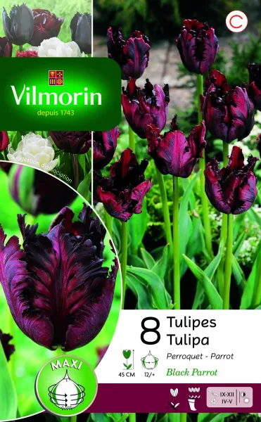 Bulbes à fleurs à planter à l'automne - Tulipe Black Parrot (x8) - PACKAGING_RECTO