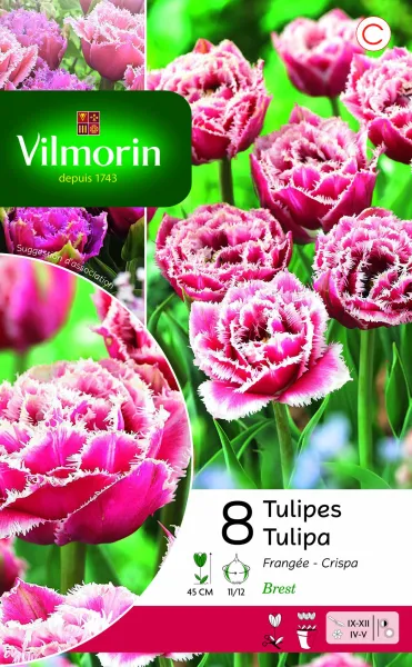 Bulbes à fleurs à planter à l'automne - Tulipe Brest (x8) - PACKAGING_RECTO