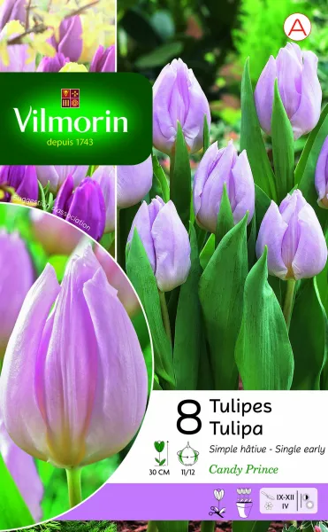 Bulbes à fleurs à planter à l'automne - Tulipe Candy Prince (x8) - PACKAGING_RECTO