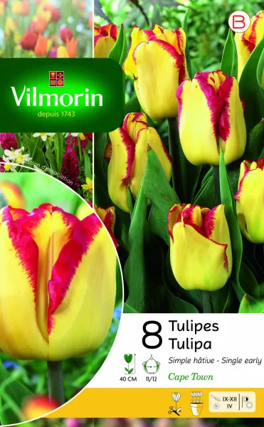 Bulbes à fleurs à planter à l'automne - Tulipe Cape Town (x8) - PACKAGING_RECTO