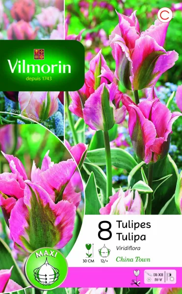 Bulbes à fleurs à planter à l'automne - Tulipe Viridiflora China Town (x8) - PACKAGING_RECTO