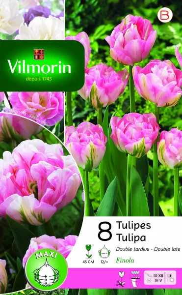 Bulbes à fleurs à planter à l'automne - Tulipe Finola Double Tardive (x8) - face recto