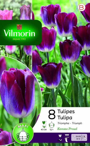 Bulbes à fleurs à planter à l'automne - Tulipe Triomphe Kansas (x8) - face recto