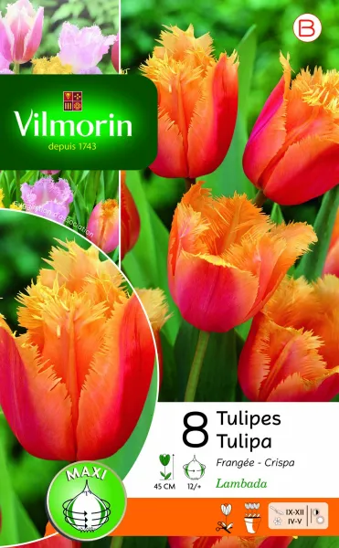 Bulbes à fleurs à planter à l'automne - Tulipe Lambada (x8) - face recto