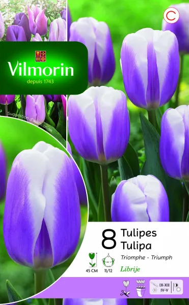 Bulbes à fleurs à planter à l'automne - Tulipe Triomphe Librije (x8) - PACKAGING_RECTO