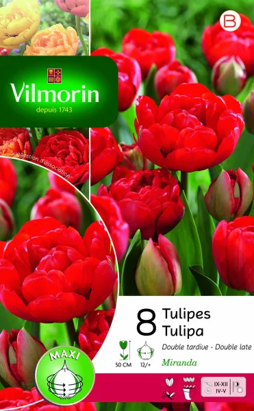 Bulbes à fleurs à planter à l'automne - Tulipe Double Tardive Miranda (x8) - PACKAGING_RECTO