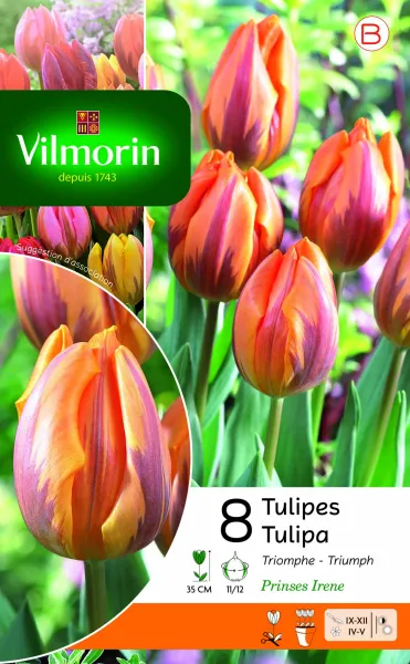 Bulbes à fleurs à planter à l'automne - Tulipe Prinsesse Irene (x8) - PACKAGING_RECTO