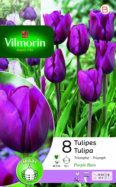 Bulbes à fleurs à planter à l'automne - Tulipe Triomphe Purple Rain (x8) - face recto