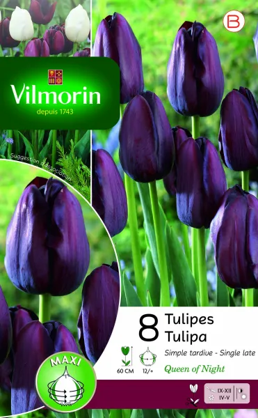 Bulbes à fleurs à planter à l'automne - Tulipe Queen of night (x8) - PACKAGING_RECTO