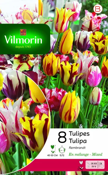 Bulbes à fleurs à planter à l'automne - Tulipe Rembrandt en Mélange (x8) - face recto