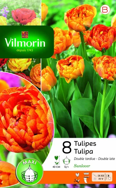 Bulbes à fleurs à planter à l'automne - Tulipe Double Tardive Sunlover (x8) - face recto