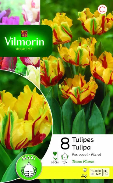Bulbes à fleurs à planter à l'automne - Tulipe Texas Flame (x8) - PACKAGING_RECTO