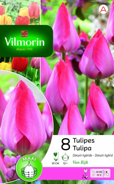 Bulbes à fleurs à planter à l'automne - Tulipe Van Eijk (x8) - PACKAGING_RECTO