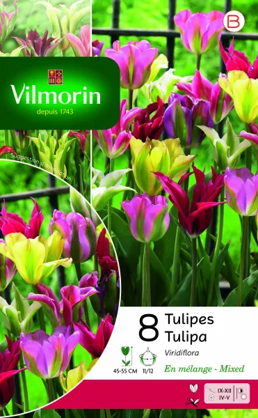 Bulbes à fleurs à planter à l'automne - Tulipe Viridiflora Viridiflora en Mélange (x8) - PACKAGING_RECTO