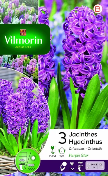Bulbes à fleurs à planter à l'automne - Jacinthe Purple Star (x3) - face recto