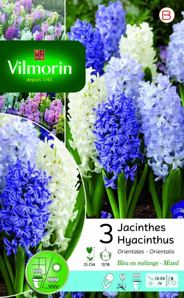 Bulbes à fleurs à planter à l'automne - Jacinthe Bleue En Mélange (x3) - face recto