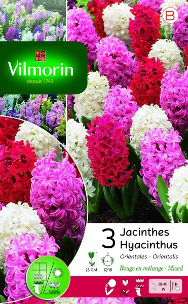 Bulbes à fleurs à planter à l'automne - Jacinthe Rouge En Mélange (x3) - face recto