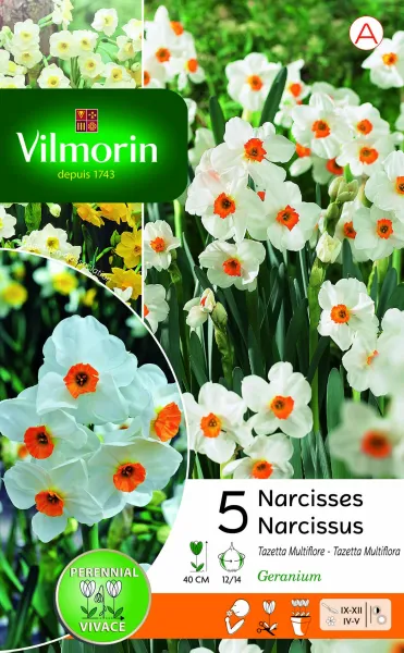 Bulbes à fleurs à planter à l'automne - Narcisse Tazetta Geranium (x5) - PACKAGING_RECTO