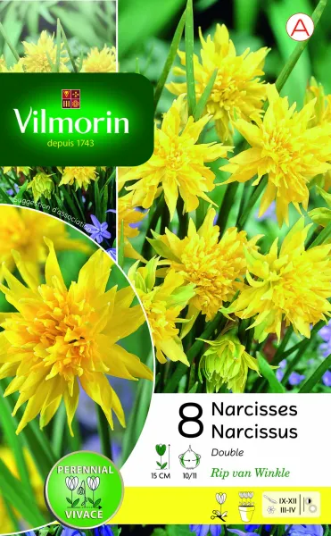 Bulbes à fleurs à planter à l'automne - Narcisse Rip Van Winkle (x8) - PACKAGING_RECTO