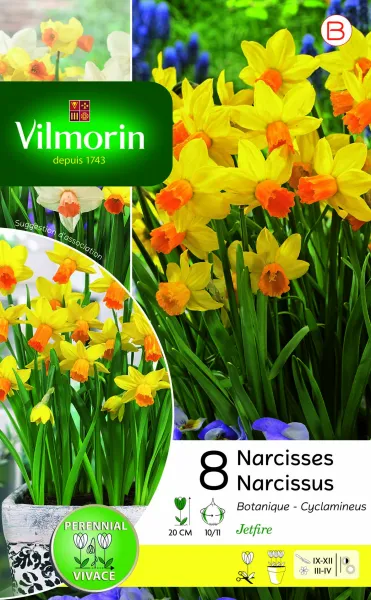 Bulbes à fleurs à planter à l'automne - Narcisse Jetfire Vil (x8) - PACKAGING_RECTO