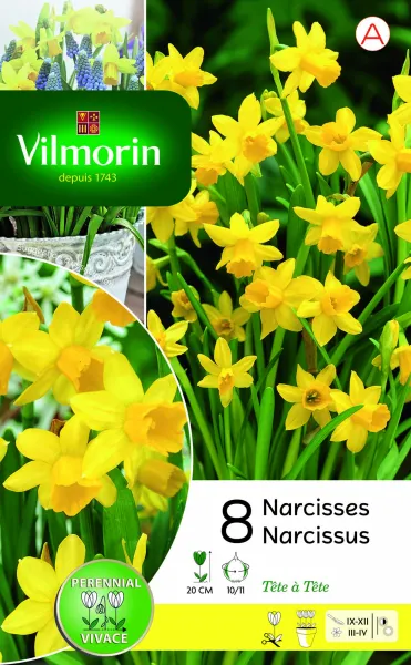 Bulbes à fleurs à planter à l'automne - Narcisse Tete A Tete (x8) - PACKAGING_RECTO