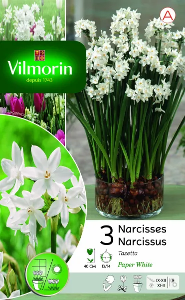 Bulbes à fleurs à planter à l'automne - Narcisse Paperwhite (x3) - PACKAGING_RECTO
