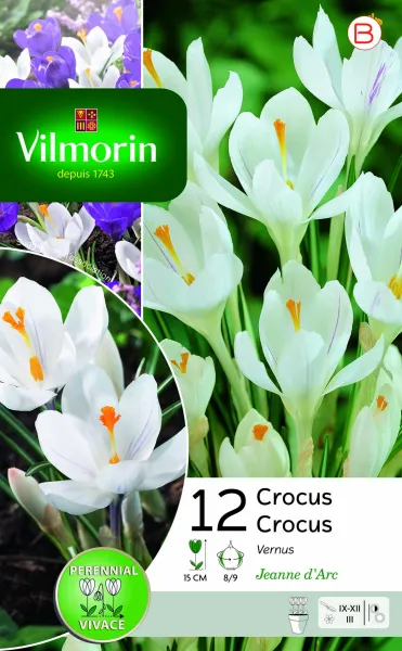 Bulbes à fleurs à planter à l'automne - Crocus Jeanne D'Arc (x12) - PACKAGING_RECTO