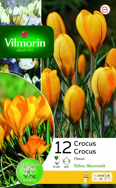Bulbes à fleurs à planter à l'automne - Crocus Yellow Mammouth (x12) - PACKAGING_RECTO