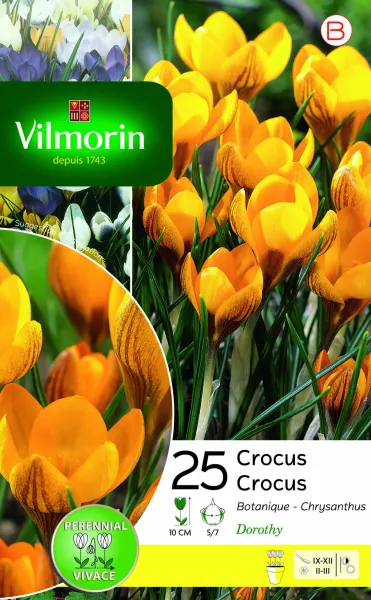 Bulbes à fleurs à planter à l'automne - Crocus Dorothy (x25) - face recto