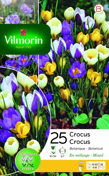 Bulbes à fleurs à planter à l'automne - Crocus Botanique en Mélange (x25) - face recto