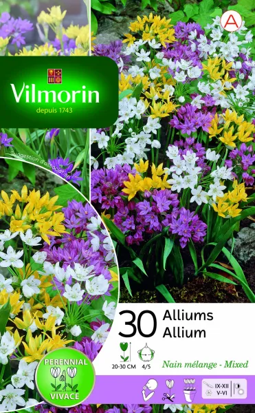 Bulbes à fleurs à planter à l'automne - Allium En Mélange (x30) - face recto