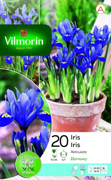 Bulbes à fleurs à planter à l'automne - Iris Reticulata Harmony (x20) - PACKAGING_RECTO