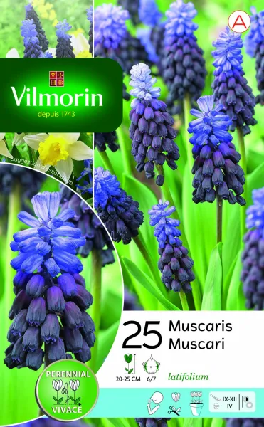 Bulbes à fleurs à planter à l'automne - Muscari Latifolium (x25) - PACKAGING_RECTO