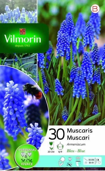 Bulbes à fleurs à planter à l'automne - Muscari Armeniacum (x30) - PACKAGING_RECTO
