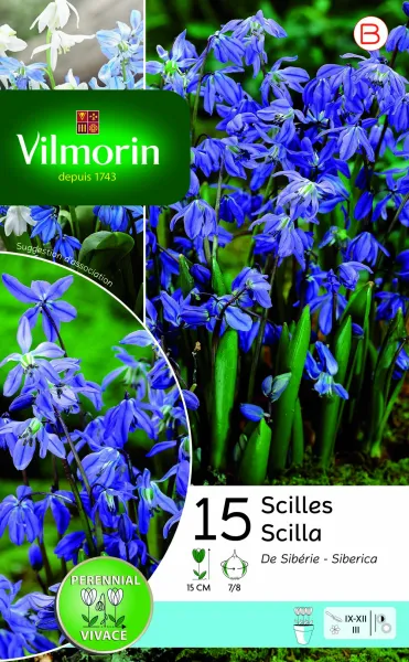 Bulbes à fleurs à planter à l'automne - Scilla Sibérie (x15) - PACKAGING_RECTO