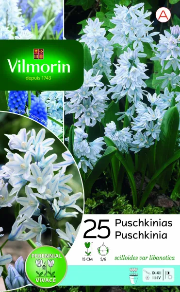 Bulbes à fleurs à planter à l'automne - Puschkinia Libanotica Libanotica (x25) - PACKAGING_RECTO