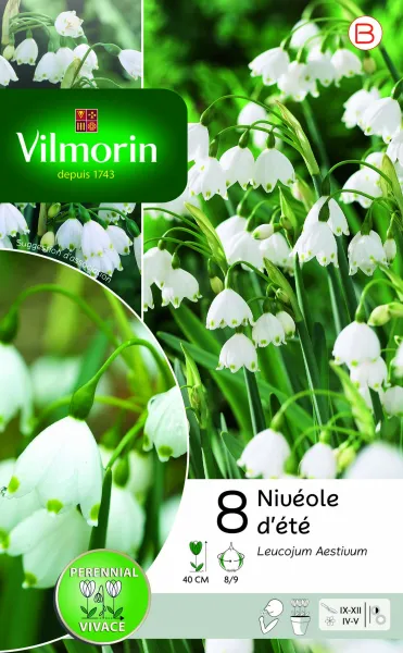 Bulbes à fleurs à planter à l'automne - Leucojum Aestivum (x8) - PACKAGING_RECTO