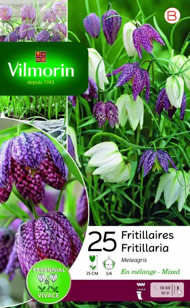 Bulbes à fleurs à planter à l'automne - Fritillaire Meleagris (x25) - PACKAGING_RECTO