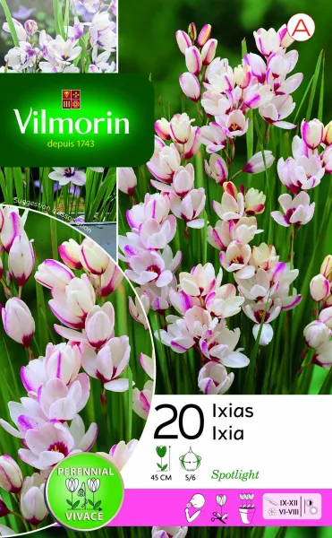 Bulbes à fleurs à planter à l'automne - Ixia Spotlight (x20) - face recto
