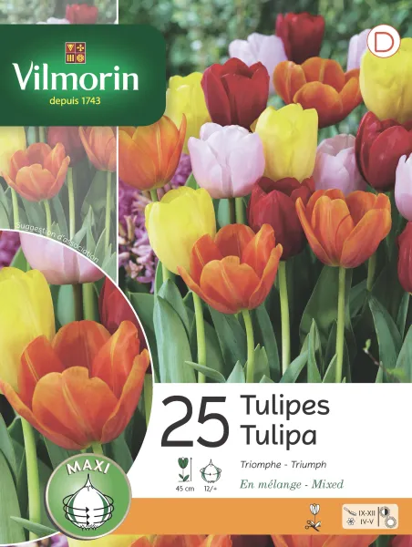 Bulbes à fleurs à planter à l'automne - Tulipe Triomphe en Mélange (x25) - face recto
