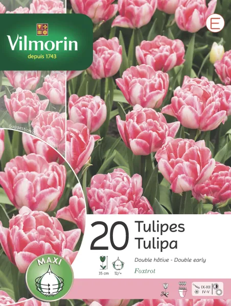 Bulbes à fleurs à planter à l'automne - Tulipe Foxtrot (x20) - PACKAGING_RECTO
