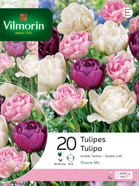 Bulbes à fleurs à planter à l'automne - Tulipe Victoria Double Tardive en Mélange (x20) - face recto
