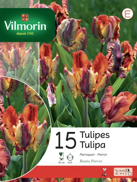 Bulbes à fleurs à planter à l'automne - Tulipe Rasta Parrot (x15) - face recto